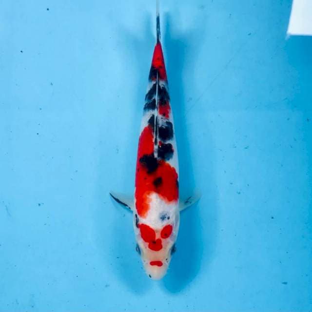 Sanke, 22 cm