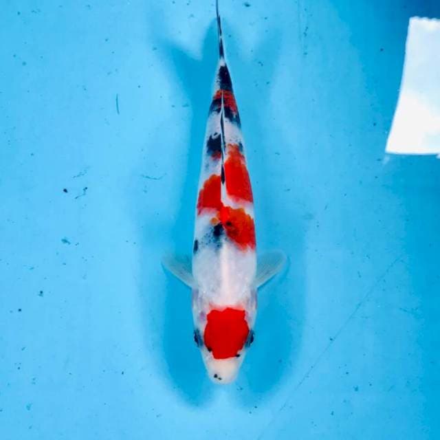 Sanke, 20 cm