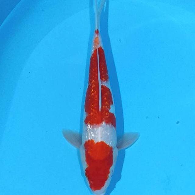 Red Strong Gindrin Kohaku