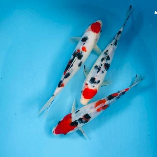 Mix Koi, 25BU