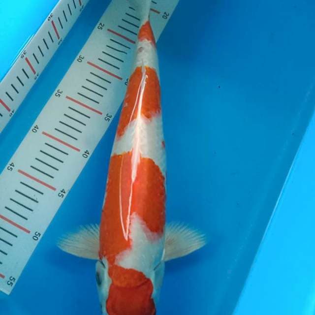 Kohaku red strong 41cm
