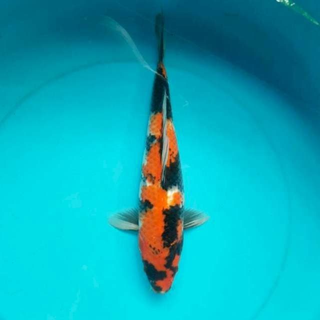 Showa 33cm Male