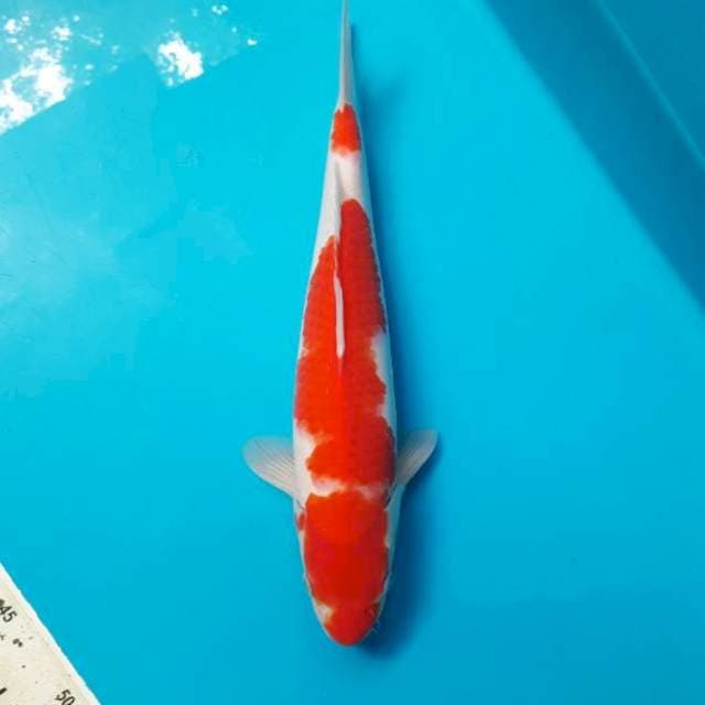 Kohaku super red 3cm Male