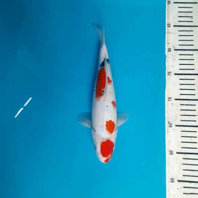 Maruten sanke 27cm Female