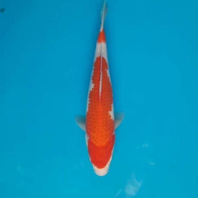 Kohaku 26cm Female