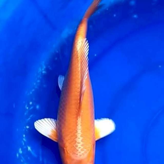 Orenji ogon