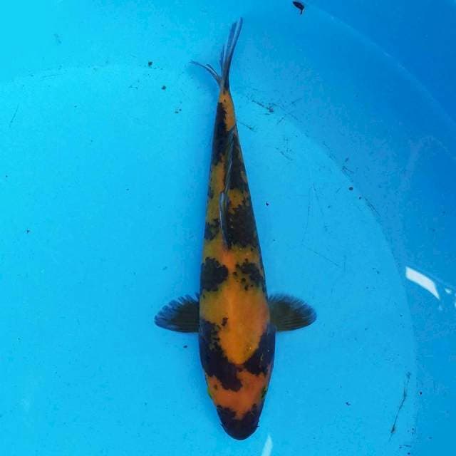 Hi utsuri 21cm