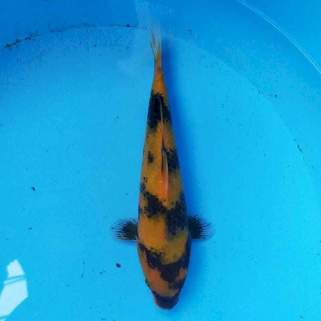 Hi utsuri 21cm