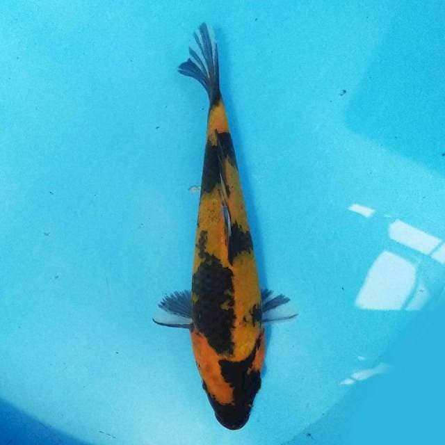 Hi utsuri 21cm