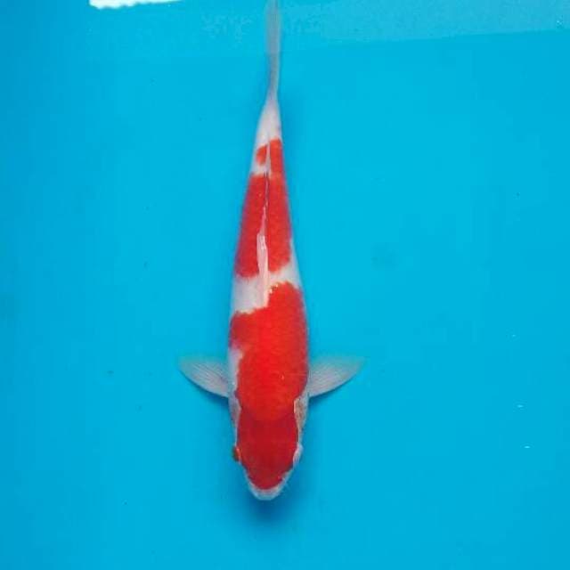 Kanza - kohaku 28