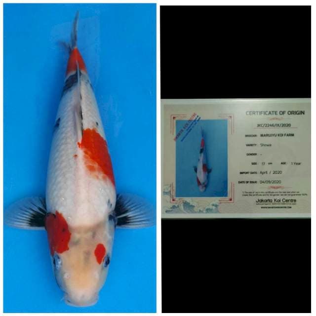 Marujyu Kindai Showa Bulky..!!
