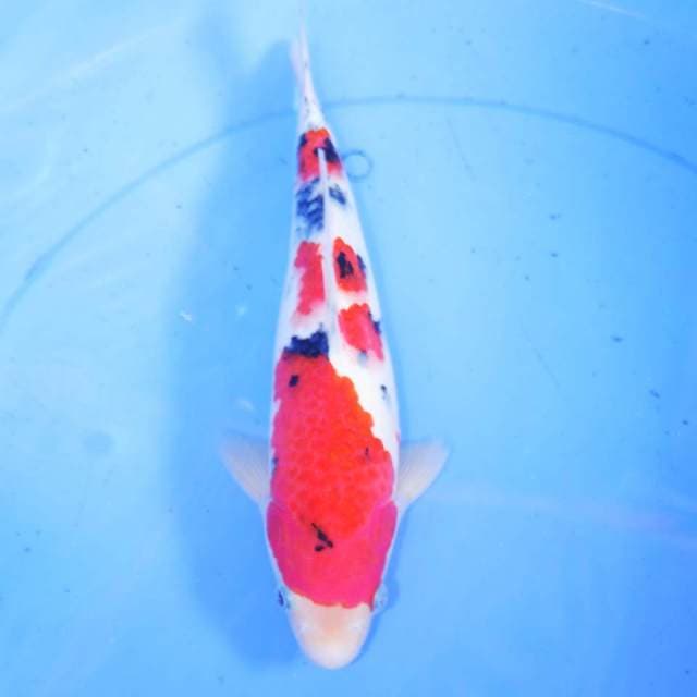 30cm SANKE