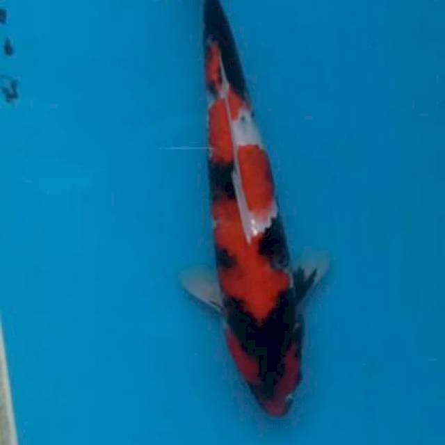 Showa 33cm