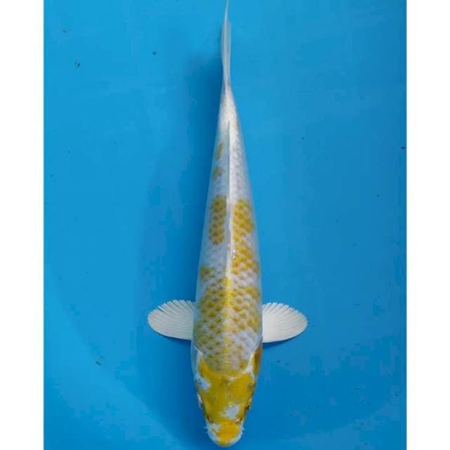 hariwake 32 cm