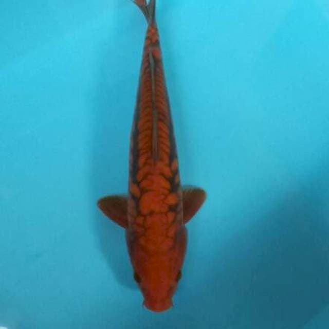 Chagoii sisik naga 30cm male