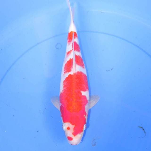 34cm KOHAKU