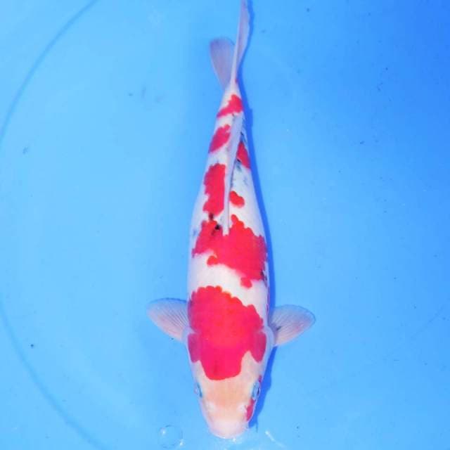 TATEGOI SANNKE
