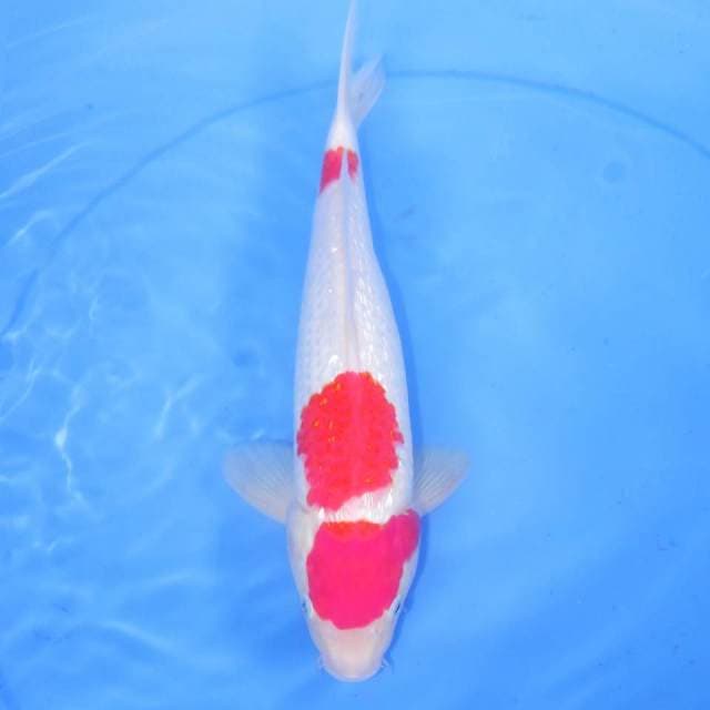 31cm KOHAKU GINRIN ISTIMEWA