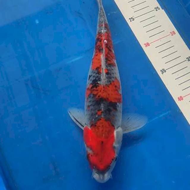 Goshiki 33cm