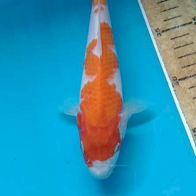 Kohaku 22 cm