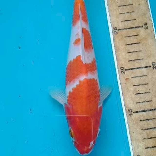 Kohaku 22 cm