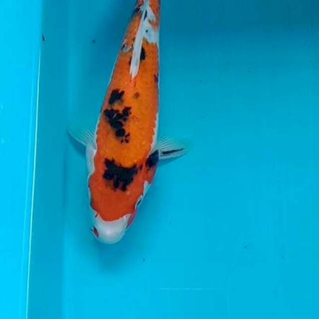 Sanke 25 cm