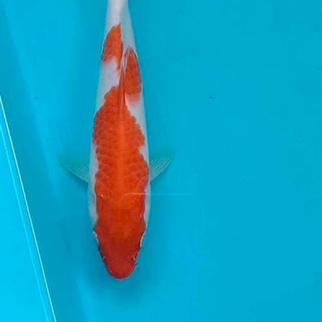 Kohaku 20 cm