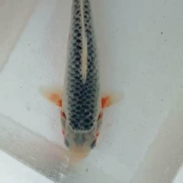 Asahi 27cm