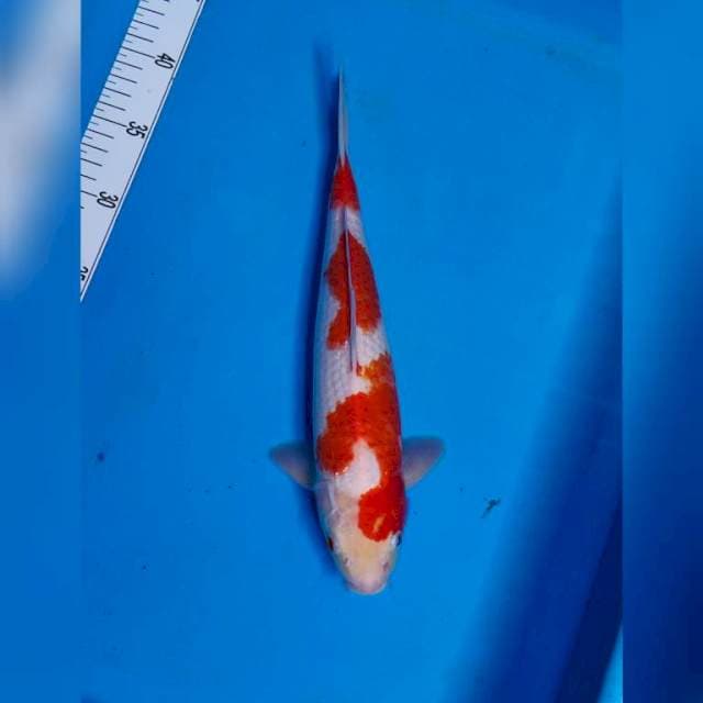 KOHAKU 32⭐⭐⭐