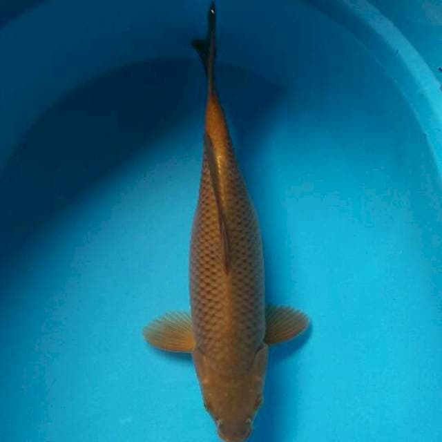Cagoi tembaga