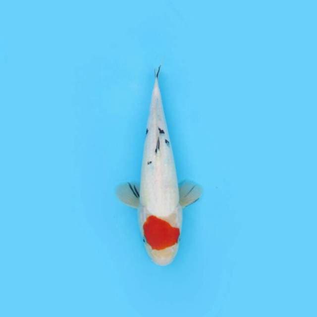 BKS ( TANCHO SANKE 36 CM )