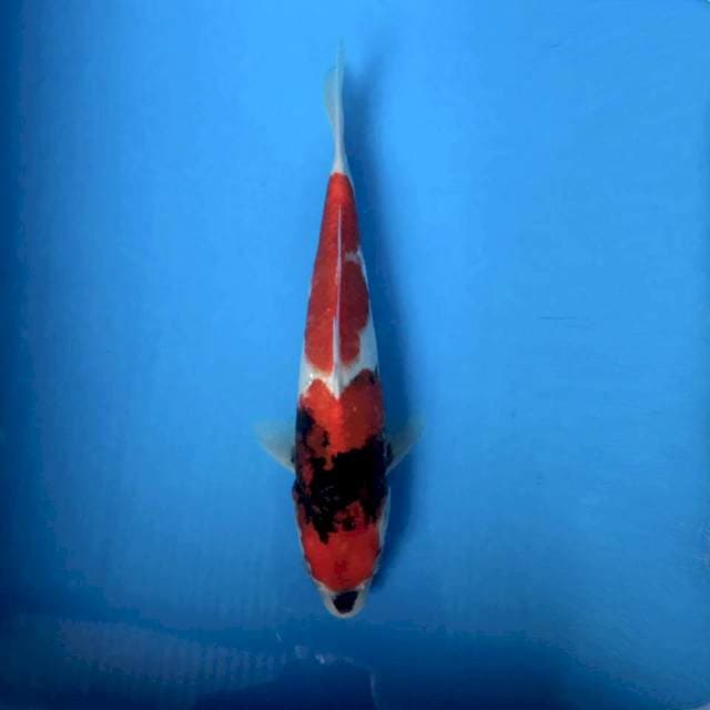 Showa tategoi 26cm
