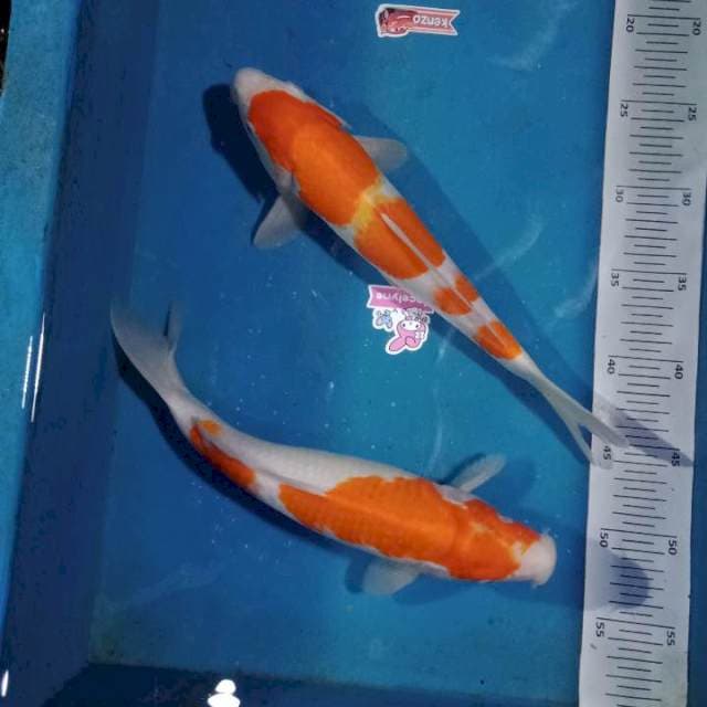 Paket kohaku