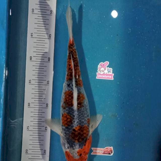 Goshiki 35cm