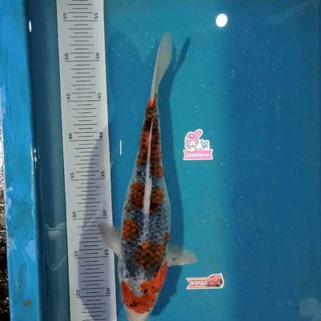 Goshiki 35cm