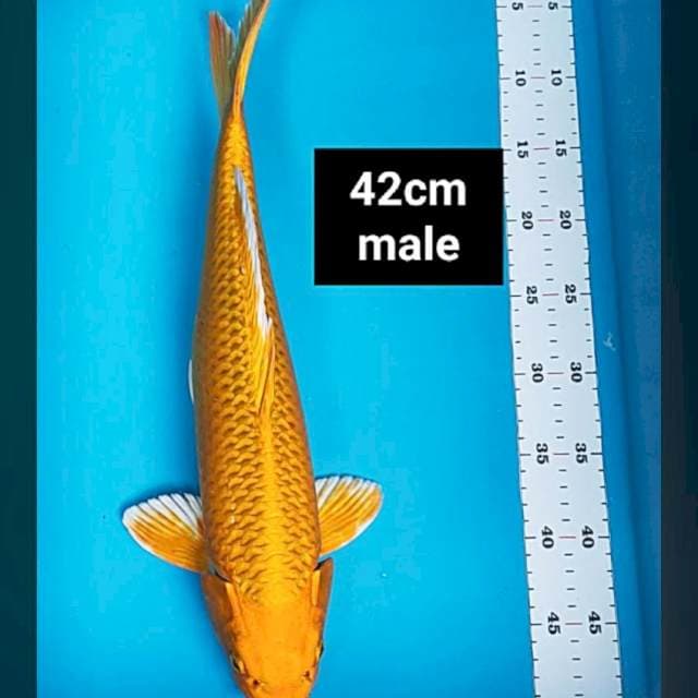 Matsuba good fukurin 42cm male