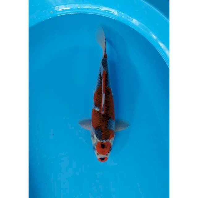 maruten goshiki male 33 cm