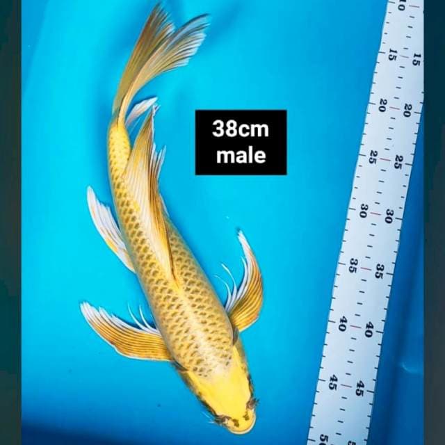 Kumpay yellow matsuba 38cm male