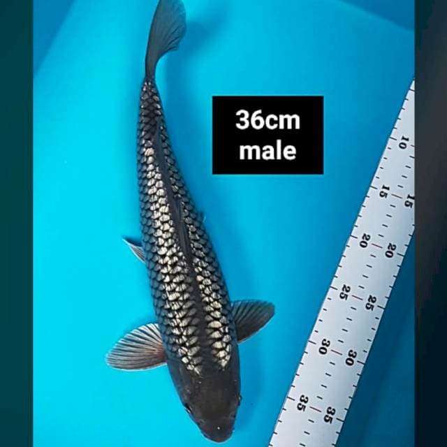 Soragoi ginrin diamond 36cm male