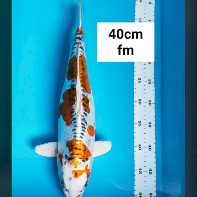 Kujaku doit strong bulky 40cm