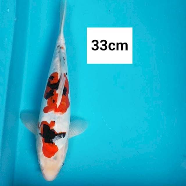 Doitsu sanke strong 33cm