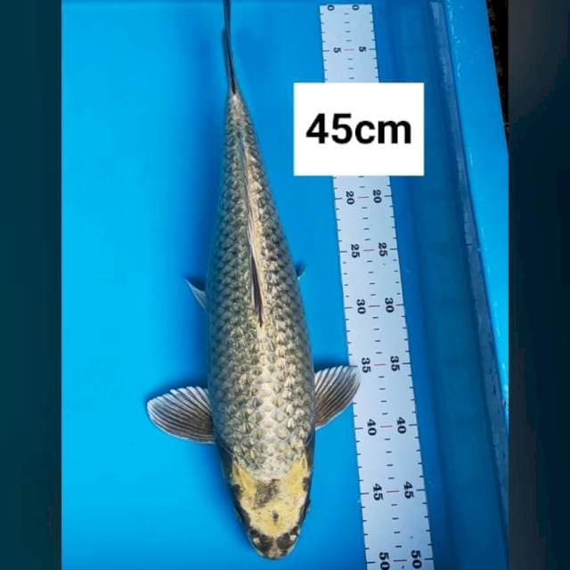Gold mukashi 45cm
