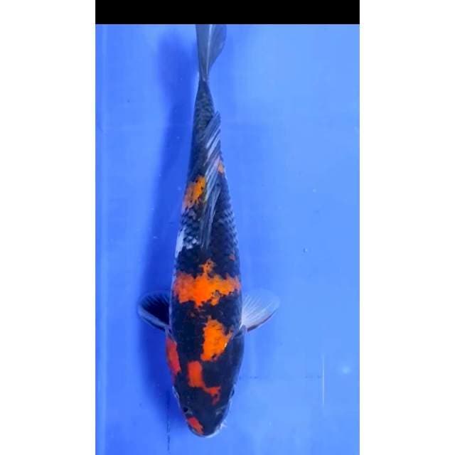 Jenis : Hi Showa ##Uk 26 cm