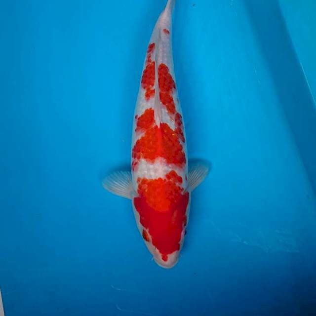 KOHAKU 36 cm