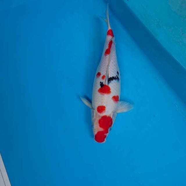 SANKE CEPLOK 32 cm