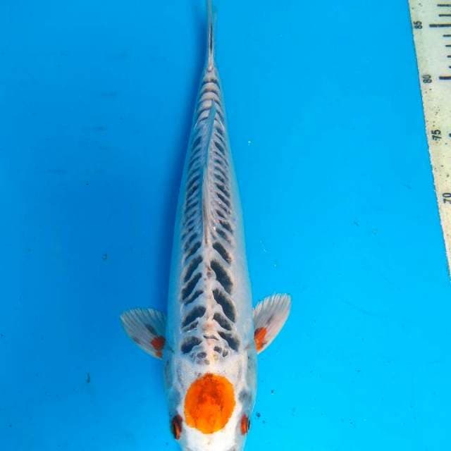Thanco kojaku 34cm