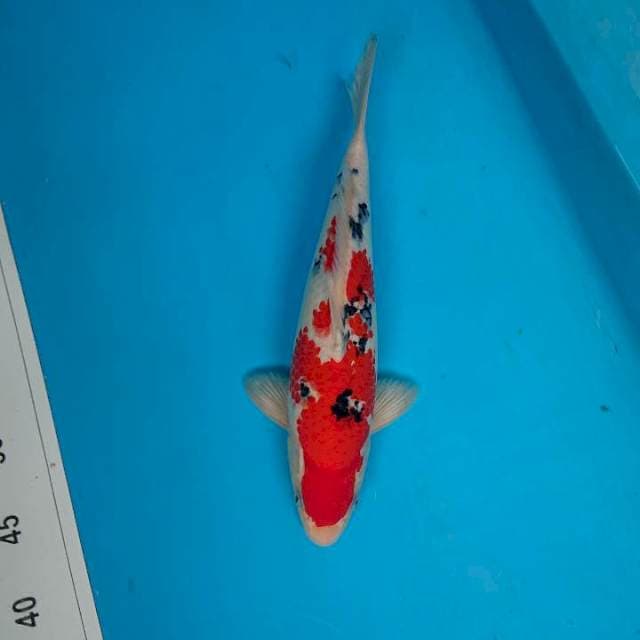 SANKE 33 cm