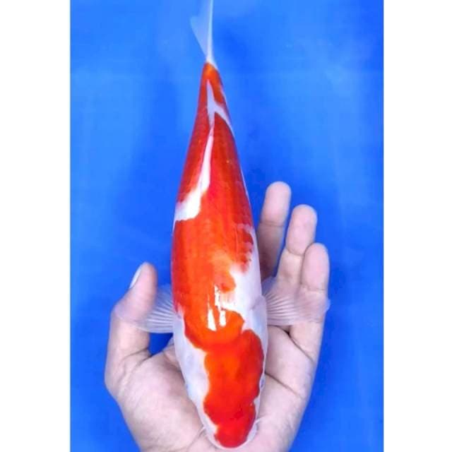 Jenis : KOHAKU STRONG HALUS ##Uk 31 cm