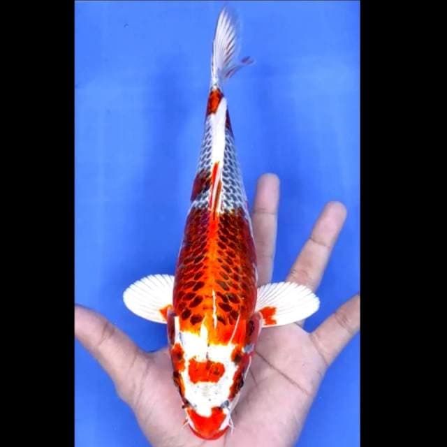 3. Kujaku Moto Aka // 27 cm // Jantan