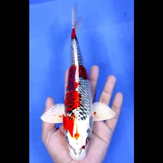 4. Red Kujaku // 28 cm // Jantan